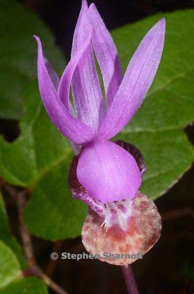 calypso bulbosa 2 graphic